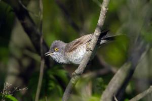 Grahasta_penica_Marjan Cigoj